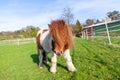 Shetlandpony on a green meadow Royalty Free Stock Photo