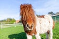 Shetlandpony on a green meadow Royalty Free Stock Photo