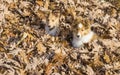 Sheltie puppies