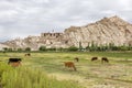 Shey Palace on hill; cows grazing in pasture below, Leh