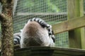 Shh.. don`t wake the lemurs