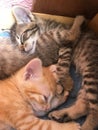 Shhh... Don`t Wake Up The Kittens Royalty Free Stock Photo
