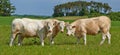 Shhh guys, here comes the farmer Quick, say Mooo...A herd of Charolais cattle grazing in a pasture in Denmark. Royalty Free Stock Photo