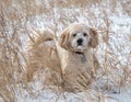 Shi-Poo enjoying winter