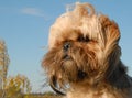 Shi tzu Royalty Free Stock Photo