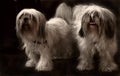 Shi tzu couple