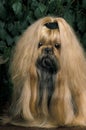 Shi Tzu Dog, Adult with long Hair