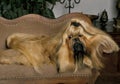 Shi Tzu Dog, Adult with long Hair resting on Sofa