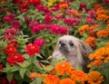 Shi Tzu Dog in Flowers Royalty Free Stock Photo