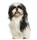 Shih tzu panting, sitting, isolated Royalty Free Stock Photo