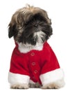 Shi Tzu puppy in Santa outfit, 3 months old