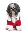 Shi-Tzu in Santa coat, 2 years old Royalty Free Stock Photo