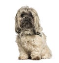 Shi Tzu sitting isolated white background Royalty Free Stock Photo