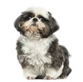 Shih tzu sitting, looking at the camera, isolated