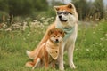 Shiba and Akita are cool dogs