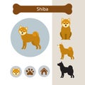Shiba Dog Breed Infographic