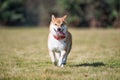 Shiba dog playing in the grass