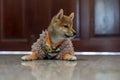 Shiba dog Sitting lonely Right at the door. Japanese dog Royalty Free Stock Photo