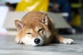 A Shiba dog sleeping in room. Japanese dog sleeping Royalty Free Stock Photo