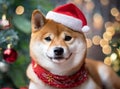 Shiba dog wearing a Santa hat and scarf.