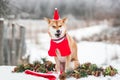 Shiba dressed up as Santa Claus.A dog in a Santa outfit. Royalty Free Stock Photo