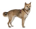 Shiba inu, 2 years old, standing Royalty Free Stock Photo