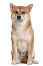 Shiba inu, 4 years old, sitting Royalty Free Stock Photo