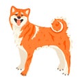 Shiba Inu or Akita Inu Japanese breed of hunting dog