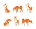 Shiba Inu as Japanese Breed of Hunting Dog with Prick Ears and Curled Tail in Different Poses Vector Set