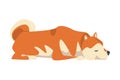 Shiba Inu as Japanese Breed of Hunting Dog with Prick Ears and Curled Tail in Lying Pose Vector Illustration