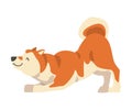 Shiba Inu as Japanese Breed of Hunting Dog with Prick Ears and Curled Tail Playing Vector Illustration