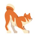 Shiba Inu as Japanese Breed of Hunting Dog with Prick Ears and Curled Tail Playing Vector Illustration