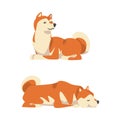 Shiba Inu as Japanese Breed of Hunting Dog with Prick Ears and Curled Tail Sitting and Lying Vector Set