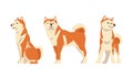 Shiba Inu as Japanese Breed of Hunting Dog with Prick Ears and Curled Tail Sitting and Standing Vector Set