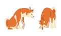 Shiba Inu as Japanese Breed of Hunting Dog with Prick Ears and Curled Tail Sitting Vector Set