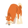 Shiba Inu as Japanese Breed of Hunting Dog with Prick Ears and Curled Tail Sniffing Something Vector Illustration