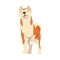 Shiba Inu as Japanese Breed of Hunting Dog with Prick Ears and Curled Tail in Standing Pose Vector Illustration