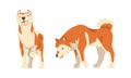 Shiba Inu as Japanese Breed of Hunting Dog with Prick Ears and Curled Tail Standing Vector Set