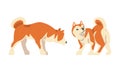 Shiba Inu as Japanese Breed of Hunting Dog with Prick Ears and Curled Tail Standing Vector Set