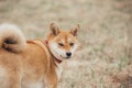 Shiba inu on the background of dry grass.