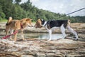 The Shiba Inu and a beagle dogs