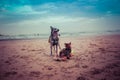 Shiba inu and border collie / carea leones puppy dog with tongue out on the beach with a ball and the blue of the landscape sea Royalty Free Stock Photo