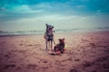 Shiba inu and border collie / carea leones puppy dog with tongue out on the beach with a ball and the blue of the landscape sea