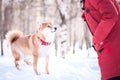 Shiba inu breed dog plays with a girl, gives her a paw, on a background of a winter forest Royalty Free Stock Photo