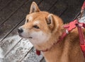 Shiba Inu