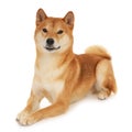 Shiba Inu dog Royalty Free Stock Photo