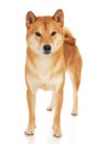 Shiba Inu dog