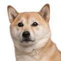 Shiba Inu dog, 8 years old Royalty Free Stock Photo