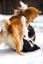 Shiba inu dog and border collie play on snow togever. trees on background