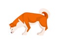 Shiba Inu Dog, Cute Sniffing Pet Animal, Side View Vector Illustration